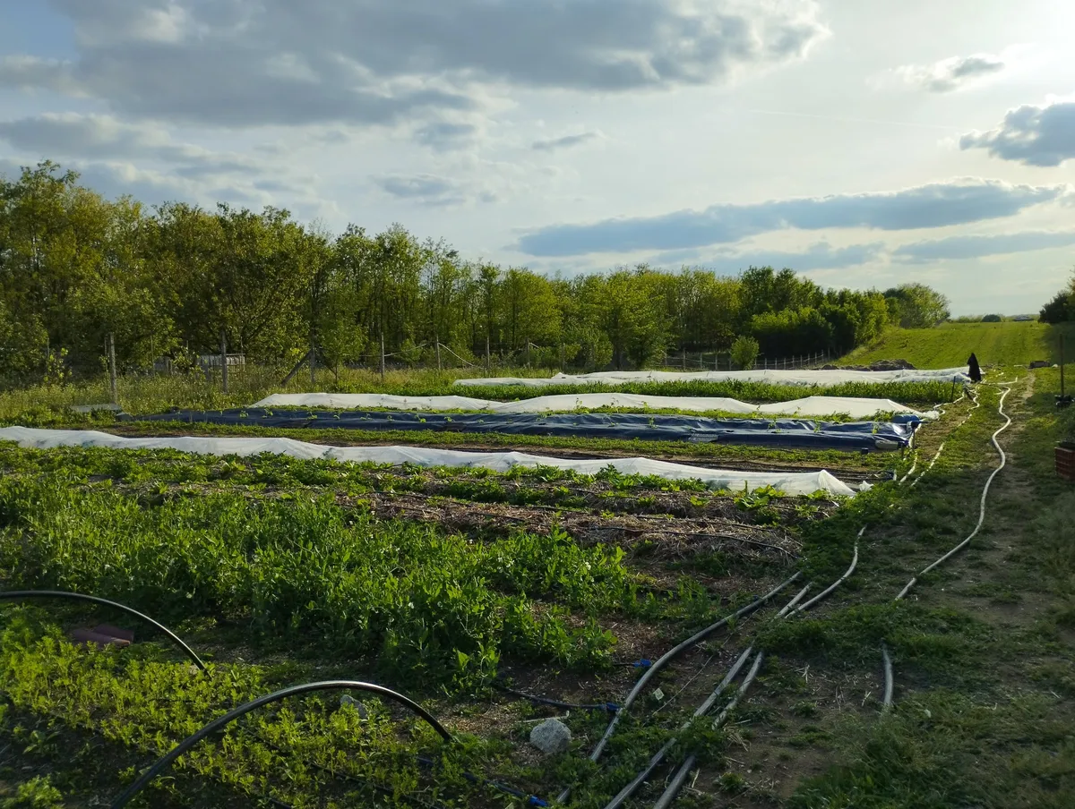 Ászkadombi Ökokert termelői galériája, 2. kép